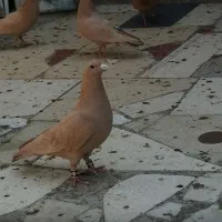 مجسمه کبوتر