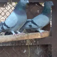 سبزروشن کاکلی درشت