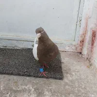 کبوتر آلمانی