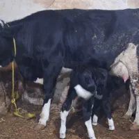 گاو سمینتال تازه زاییده|حیوانات مزرعه|اهر, |دیوار