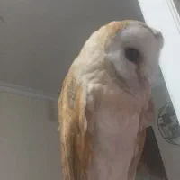 گمشده|حیوانات|کرج, اصفهانی‌ها|دیوار