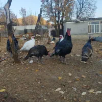 بوقلمون محلی