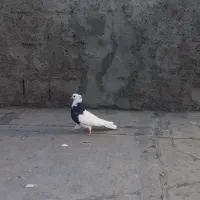 فروش تعدادی کفتر