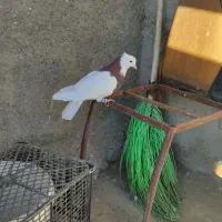 کفتر پرشی بومب قلدور صید