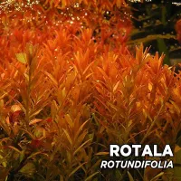 گیاه اکواریومی|ماهی|مشهد, نیزه|دیوار