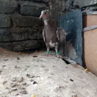 کفتر رنگی عروسک ذات درست