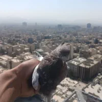 کبوتر پرشی غریبگیری|پرنده|تهران, جردن|دیوار