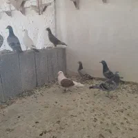 پلاکی|پرنده|نورآباد ممسنی, |دیوار