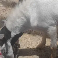 کهره چاق جهت سربریدن گوشت ۱۳۵۰ جلو مشتری ذبح میشه