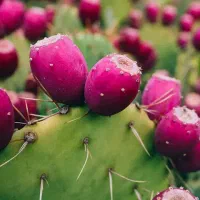 فروش عمده و خرده فروشی میوه کاکتوس