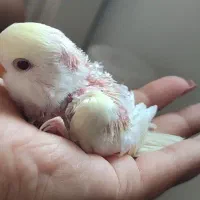 کوتوله برزیلی|پرنده|زرقان, |دیوار