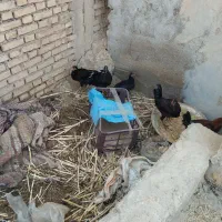 خروس|حیوانات مزرعه|شوشتر, |دیوار