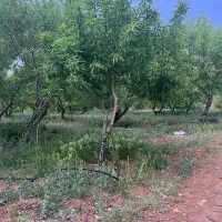 باغ بادام شوراب صغیر منطقه پل زمانخان|فروش دفتر صنعتی، کشاورزی، تجاری|سامان, |دیوار