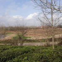 زمین با جواز ساخت با چشم انداز تالاب و باغات چای|فروش زمین و ملک کلنگی|آستانه اشرفیه, |دیوار