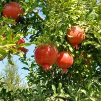 ارنار درجه یک|خوردنی و آشامیدنی|مشهد, امیرآباد|دیوار