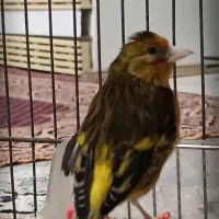 سهره قناری نر شیرین خان|پرنده|همدان, |دیوار