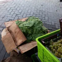 برگ مو درجه یک