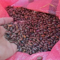 بذر لوبیا سبز