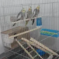 عروی هلندی ،|پرنده|شادگان, |دیوار