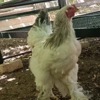 خروس برهما