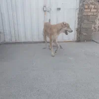 سگ تربتی واگذارمیشود