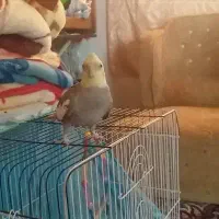 عروس هلندی نره