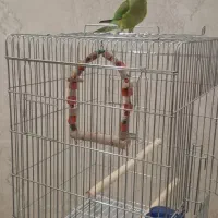 طوطی ملنگو 4 ماهه نر باقفس