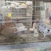 کبوتر بارجدید.کفتر تک‌وتعداد.تکی به قیمت‌عمده۳شنبه