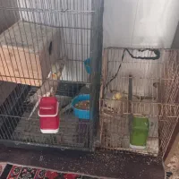 فروش ۳عدد عروس هلندی