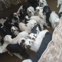 فروش ۲۵ راس میشه بره دار