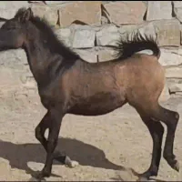سیلمی کرد
