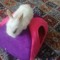 خرگوش مینی لپ