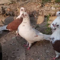 کبوتر تکپر|پرنده|کلاله, |دیوار