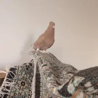 دم سفید|پرنده|اسفراین, |دیوار