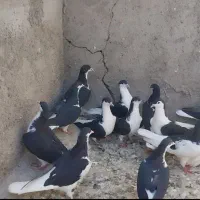 کبوتر پرشی ۴۰ تا