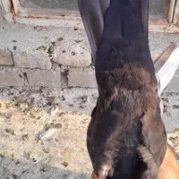 چند کبوتر|پرنده|بهبهان, |دیوار