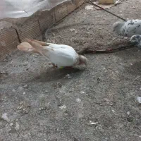 کبوترصید۱۸تا|پرنده|مشهد, نوده|دیوار