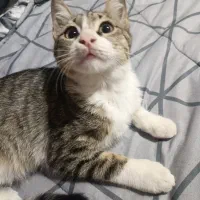بچه گربه