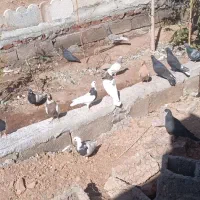 30عدد کفتر