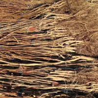 نهالستان فروش انواع درخت میوه بادام گردو|خدمات باغبانی و درختکاری|مرودشت, بهارستان|دیوار