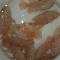 بلواسکات نایف فلاور دیسکس آنجل گوپی اسکار کت فایتر|ماهی|همدان, |دیوار