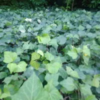 پاپیتال پاکتی ، خرزهره سطل سه و نیم|خدمات باغبانی و درختکاری|چابکسر, |دیوار