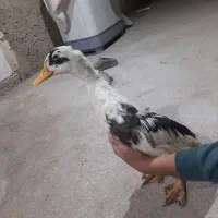 اردک چهار ماه