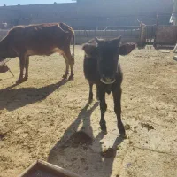 گاو.بادوتا گوساله|حیوانات مزرعه|قم, علی آباد سعدگان|دیوار