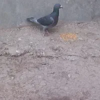 کبوتر دوبر|پرنده|اردبیل, |دیوار