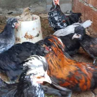 ۸ عدد مرغ و خروس پاکوتا