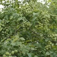 عرضه مستقیم انواع نهال بصورت عمده و خرده