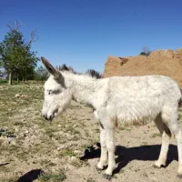 کره خرگله ای
