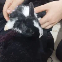 خرگوش مینیاتوری سفیدباهوش وبازیگوش|موش و خرگوش|کرمانشاه, |دیوار