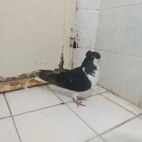صده سیاه کاکلی نر به شرط